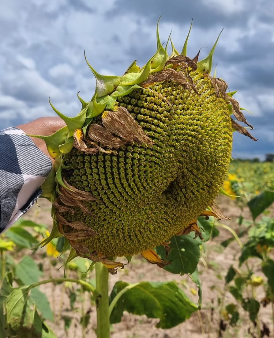 Kagezi Seeds field day