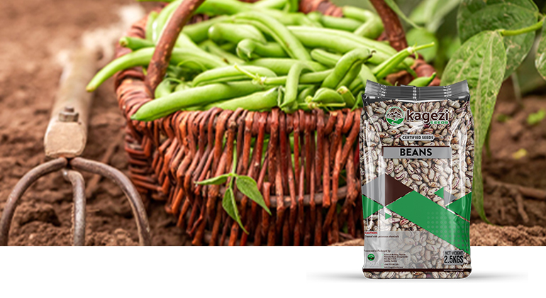 Bean Seeds