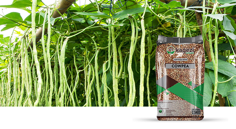 Cowpea Seeds