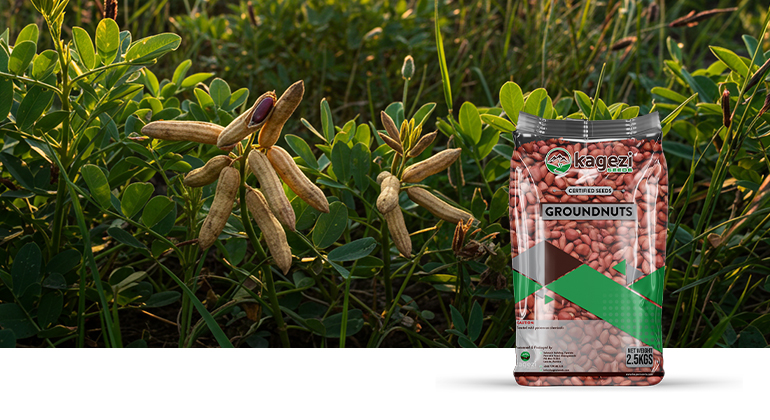 Groundnut Seeds
