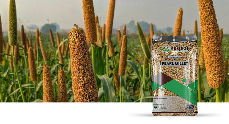 Pearl Millet Seeds