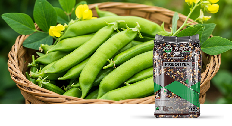 Pigeon Pea Seeds