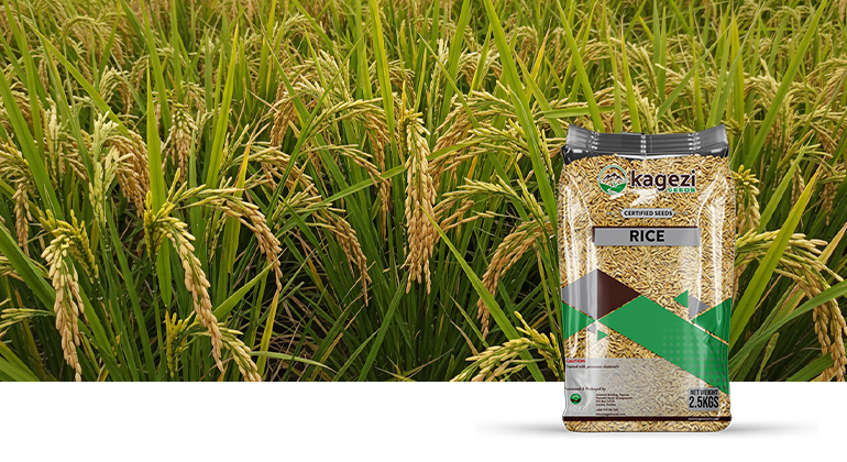 Rice Seeds