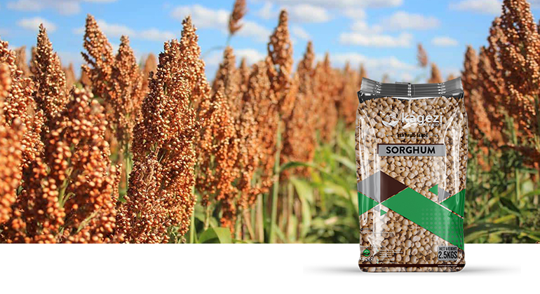 Sorghum Seeds