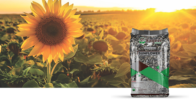 Sunflower Seeds