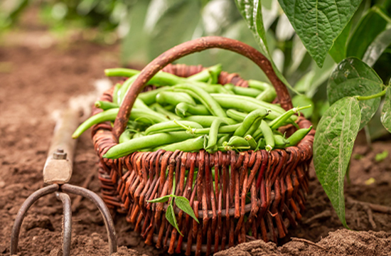 Bean Seeds