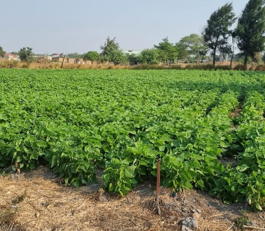 Pearl Millet Crop in Zambia