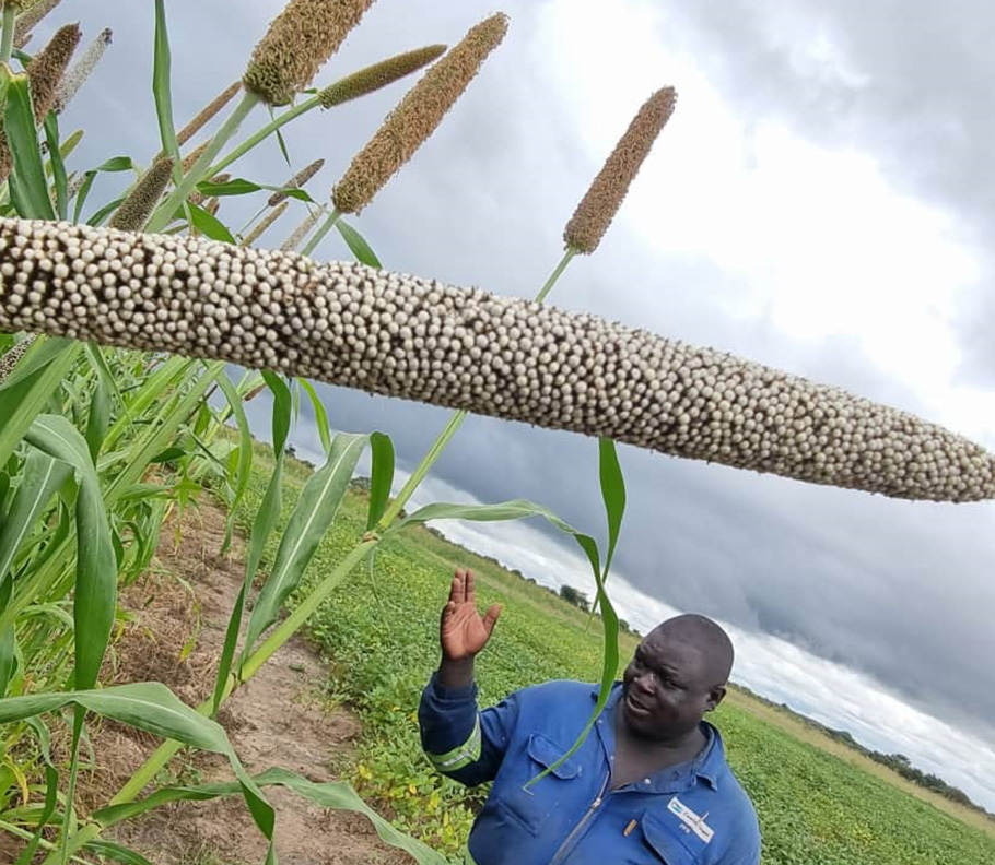 Sorghum Crop in Zambia