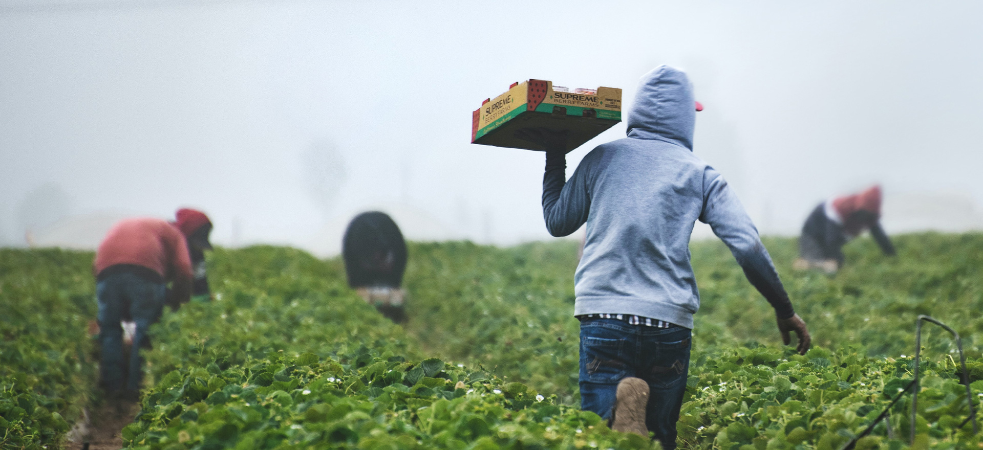 Farmers working with Kagezi Seeds