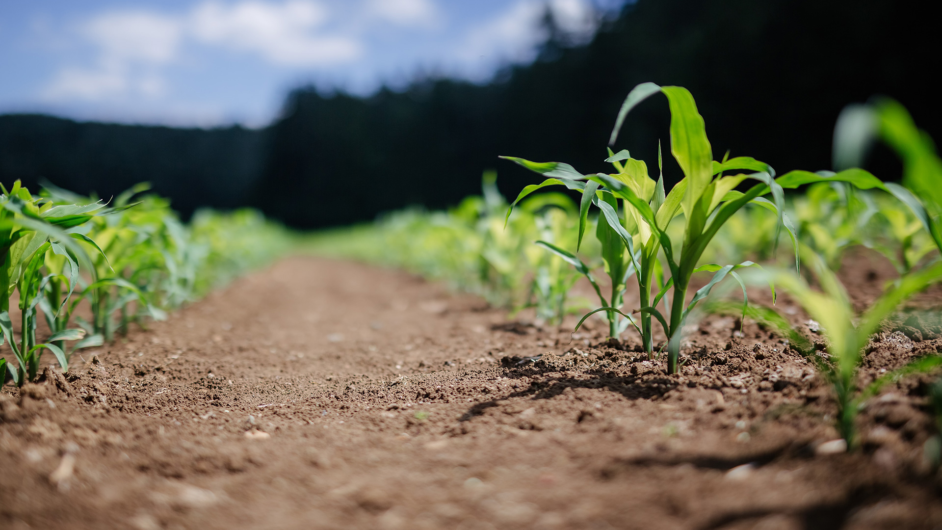 USAID Cowpea Project