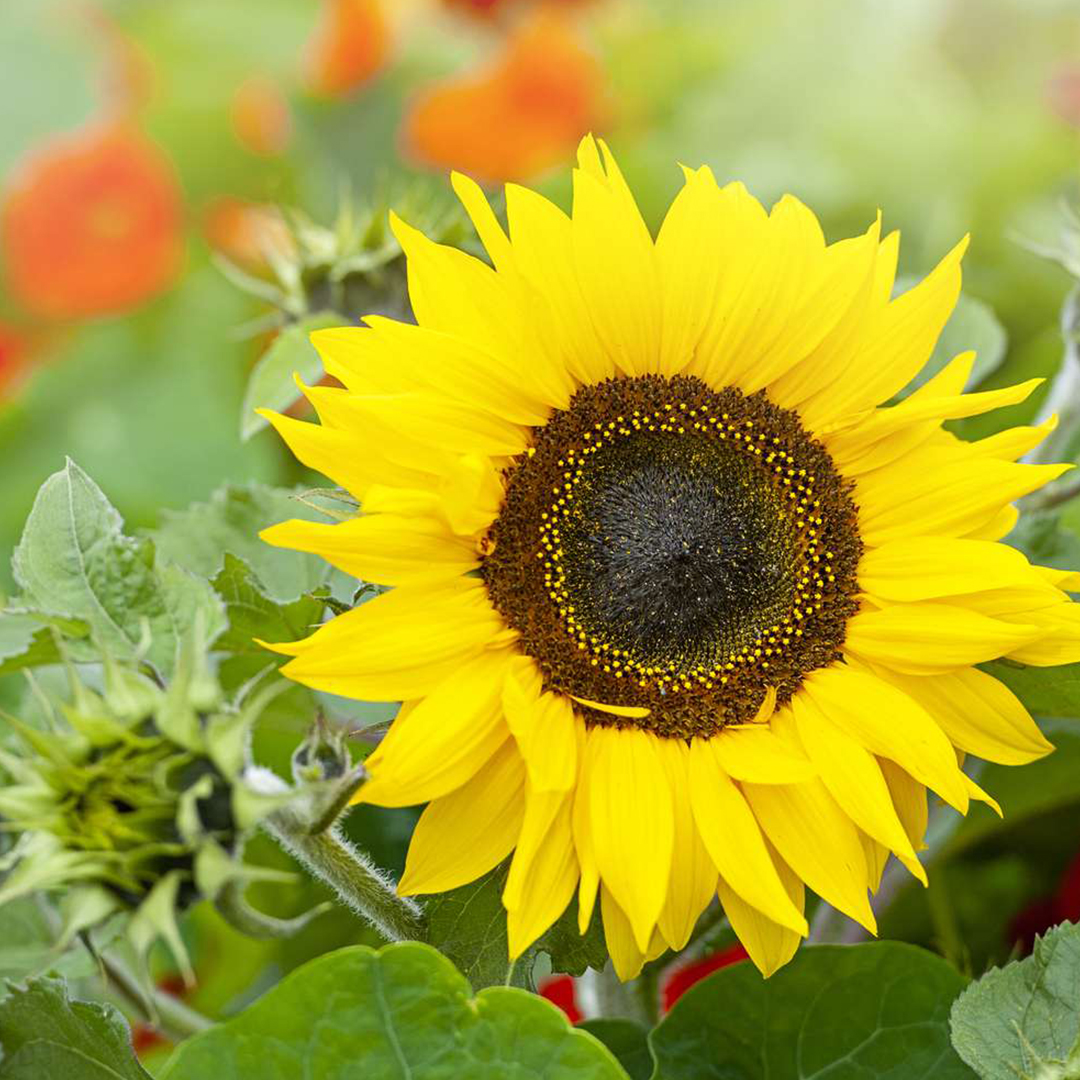 Sunflower Crop in Zambia