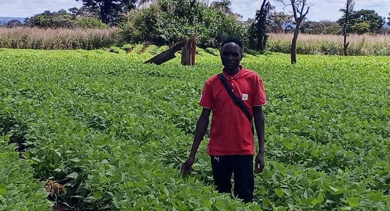 Pigeon Pea Farming in Zambia