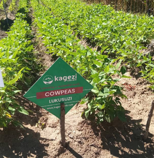USAID Cowpea Project