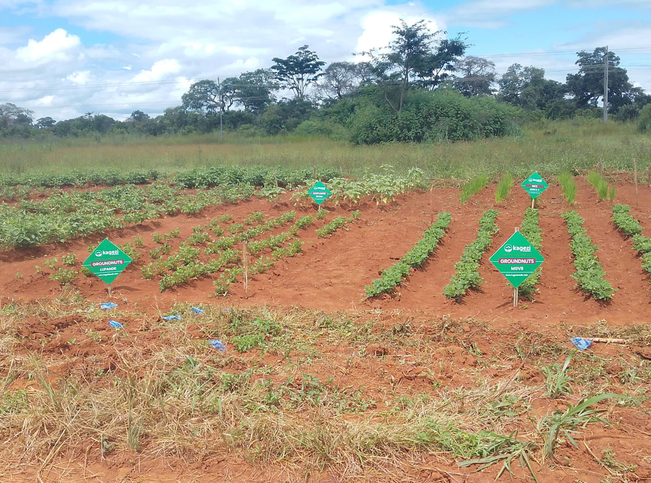 Zambia for Agroforestry, Biodiversity and Climate (Z4ABC)