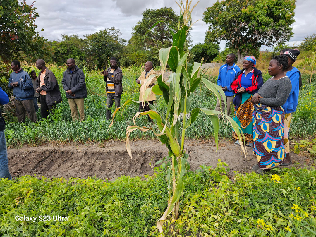Farmers working with Kagezi Seeds